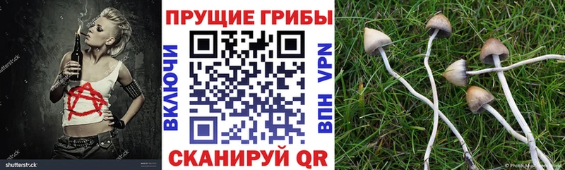 Галлюциногенные грибы Cubensis  где найти   kraken рабочий сайт  Волжск 
